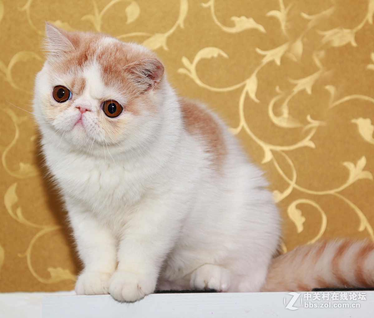★★★★★  纯种加菲猫 第七季  ★★★★★