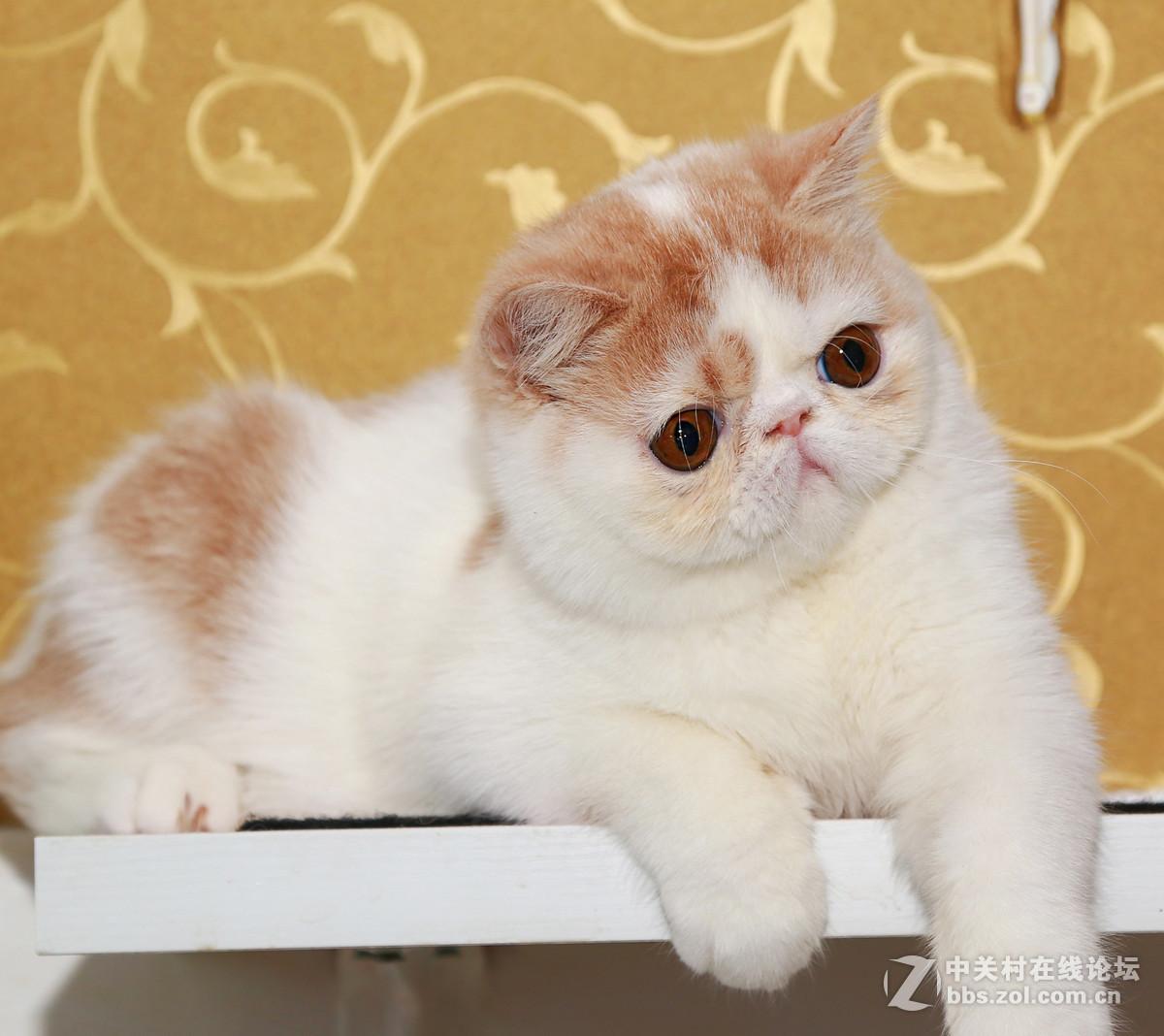 ★★★★★  纯种加菲猫 第七季  ★★★★★