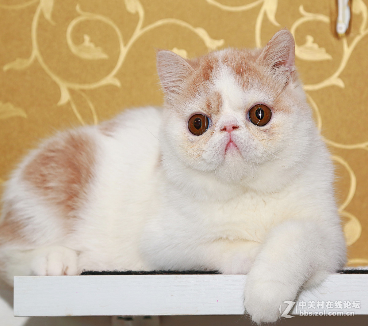 ★★★★★  纯种加菲猫 第七季  ★★★★★