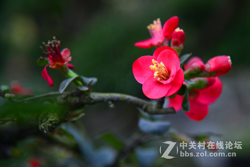 路过------花木市场