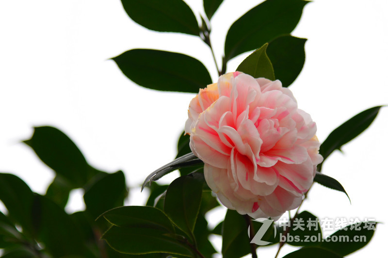 路过------花木市场