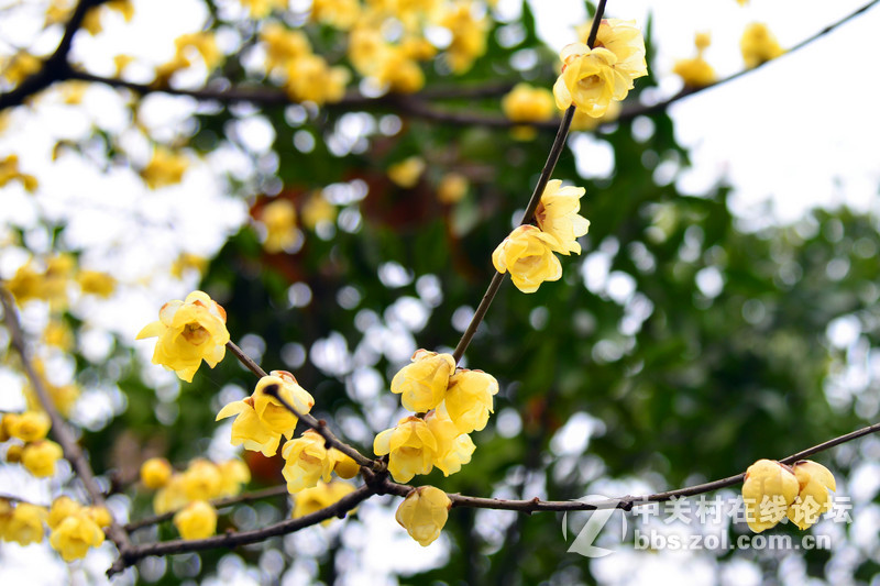 路过------花木市场