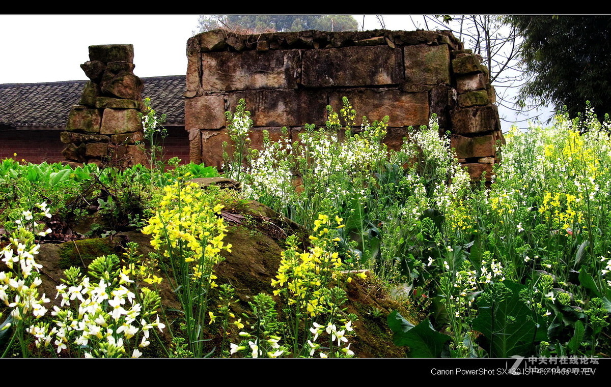 故乡！故乡.......