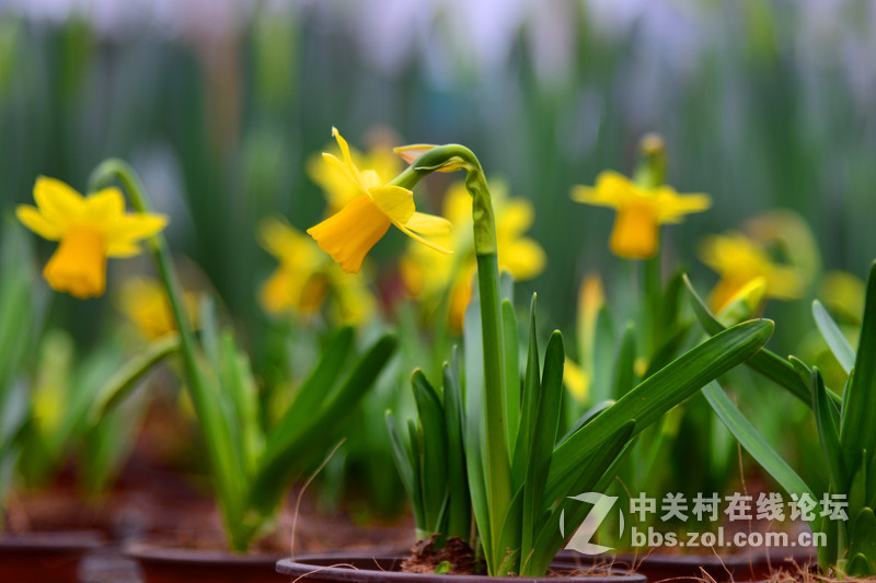 路过------花木市场