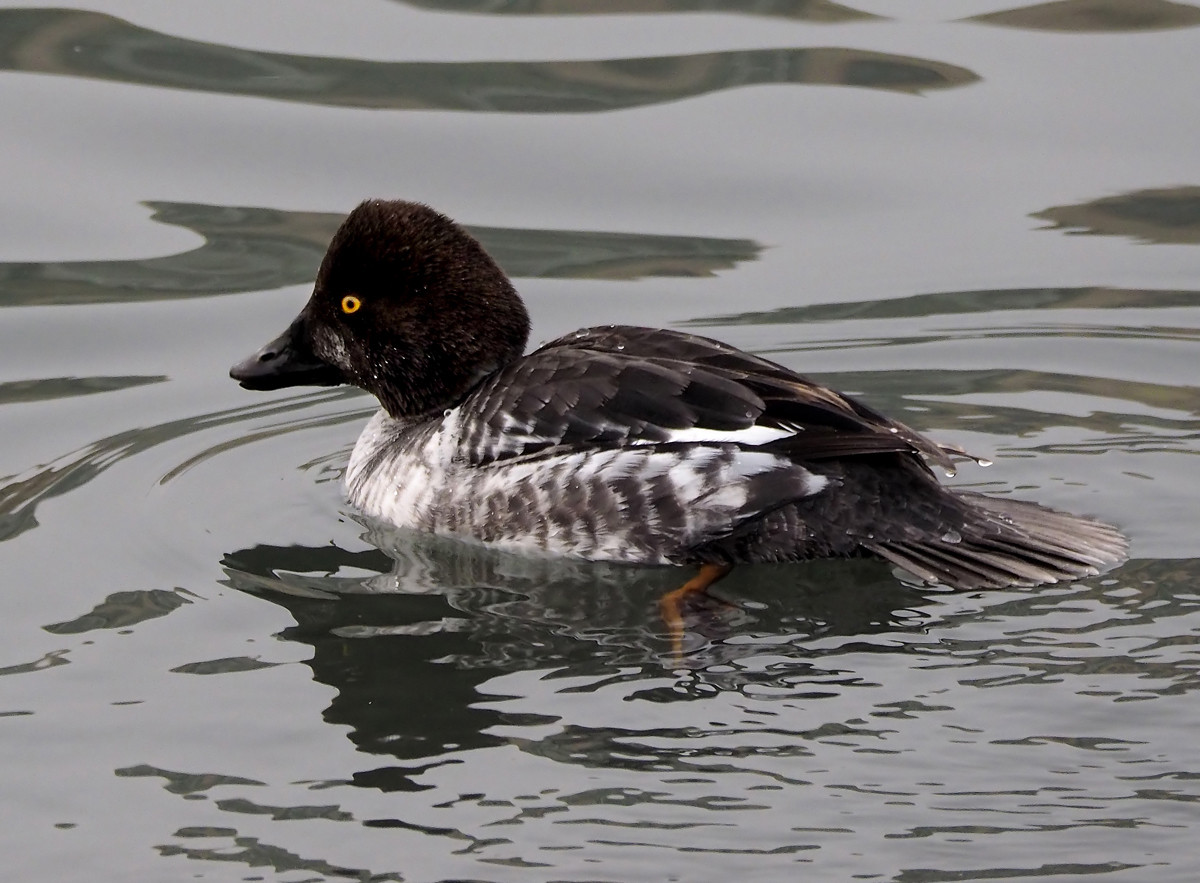 野鸭系列3黑白野鸭