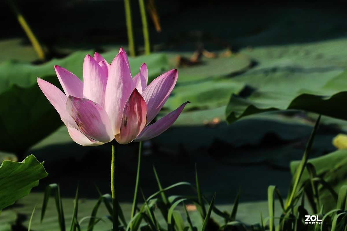 赵定湖荷花16……告假帖，近期外出不能回帖请谅解！