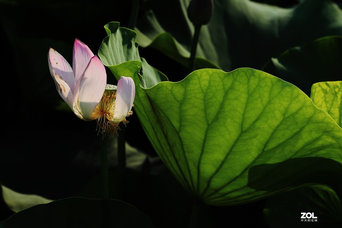 赵定湖荷花16……告假帖，近期外出不能回帖请谅解！
