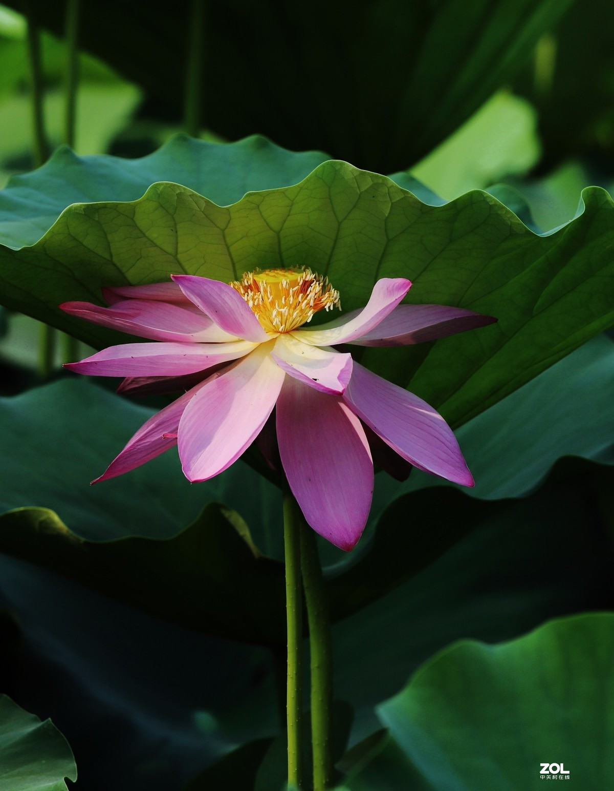 赵定湖荷花16……告假帖，近期外出不能回帖请谅解！