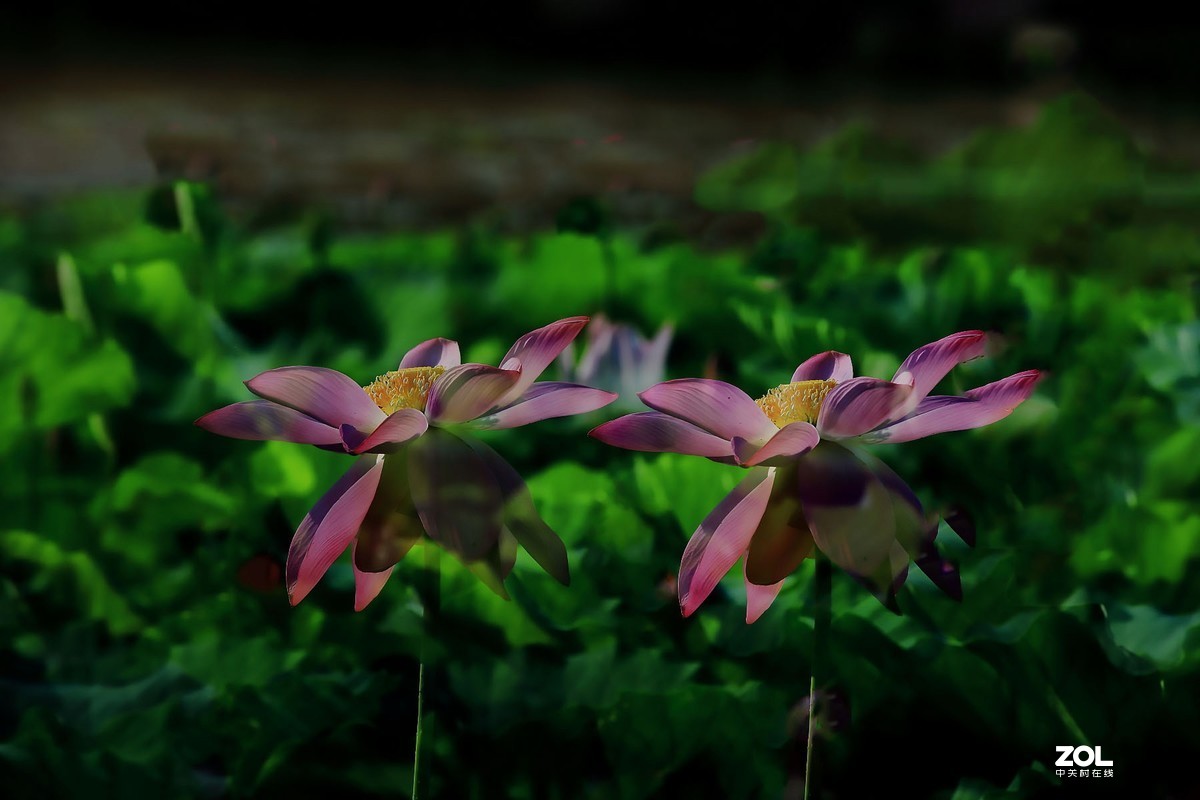 赵定湖荷花16……告假帖，近期外出不能回帖请谅解！