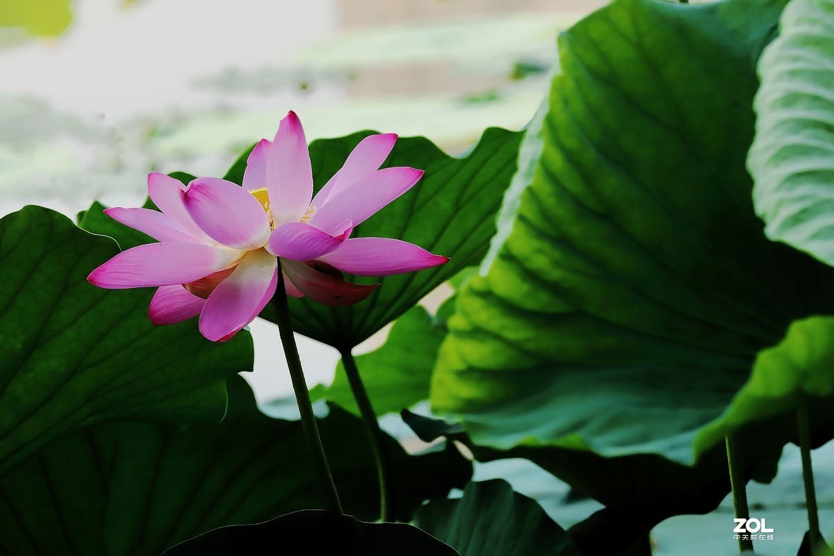 赵定湖荷花16……告假帖，近期外出不能回帖请谅解！