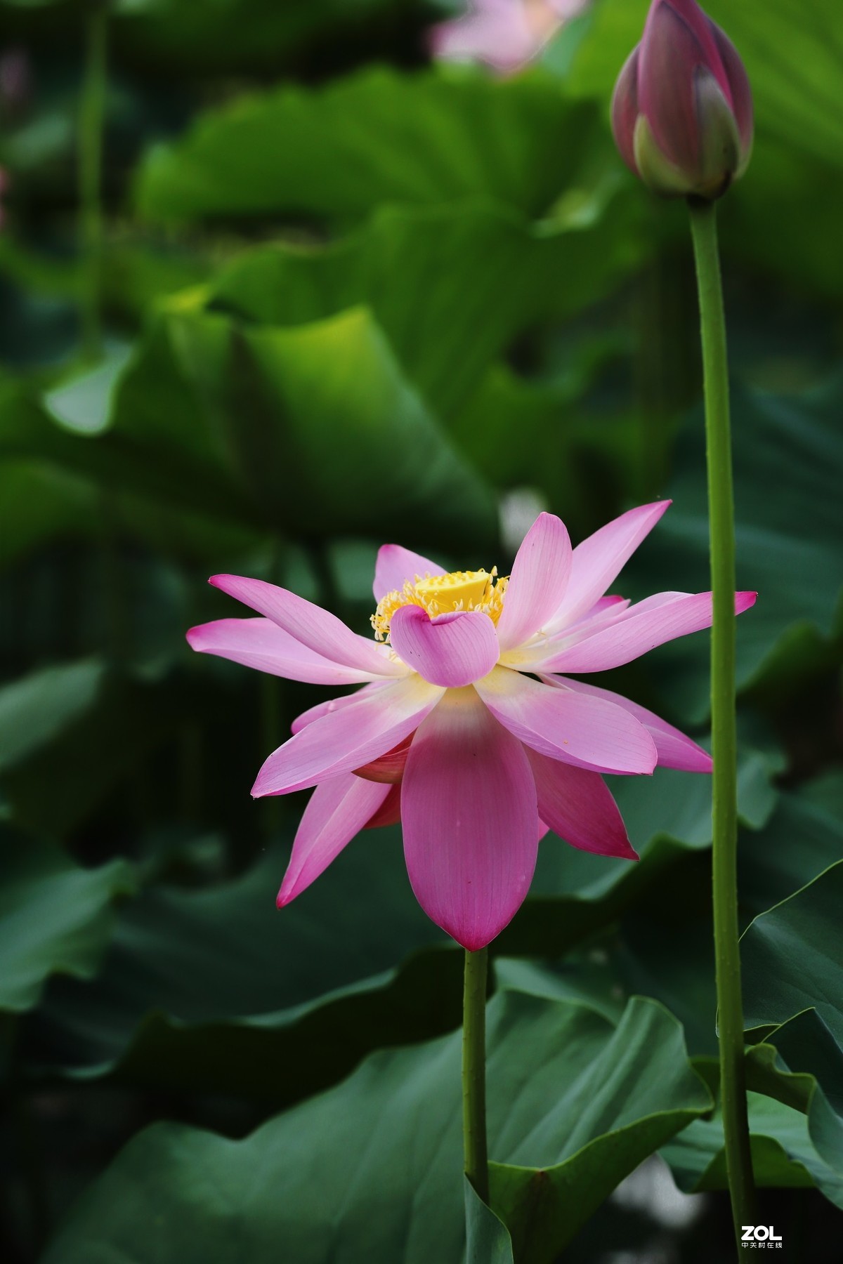 赵定湖荷花16……告假帖，近期外出不能回帖请谅解！