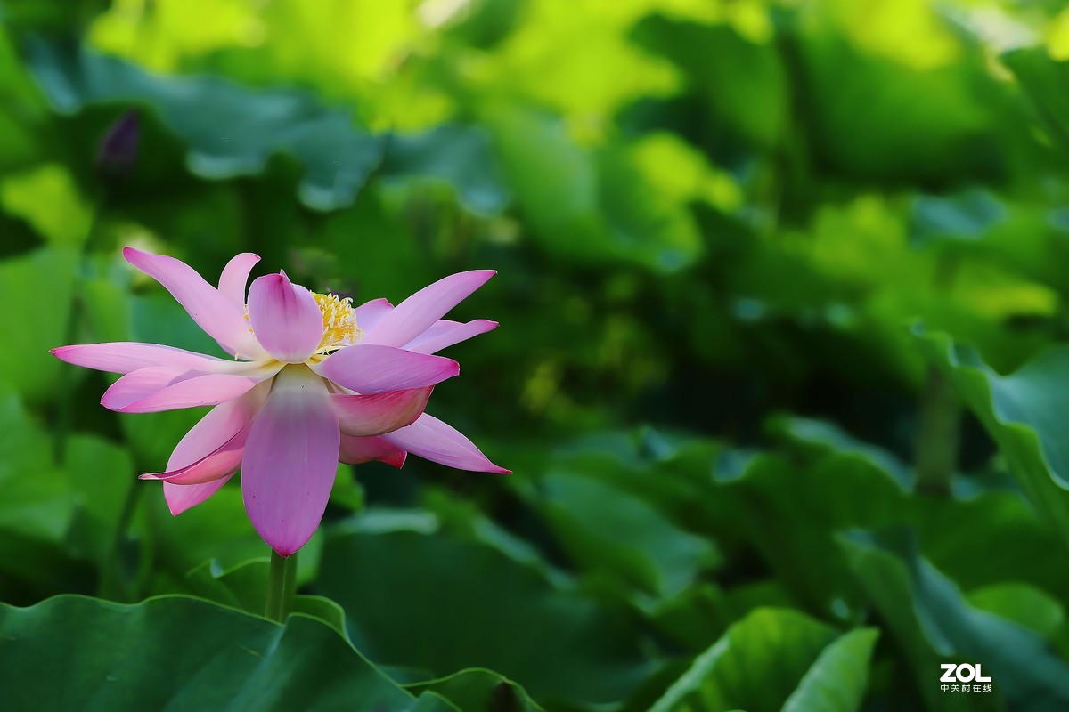 赵定湖荷花16……告假帖，近期外出不能回帖请谅解！