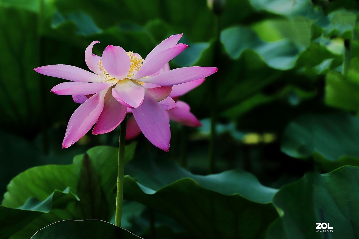 赵定湖荷花16……告假帖，近期外出不能回帖请谅解！