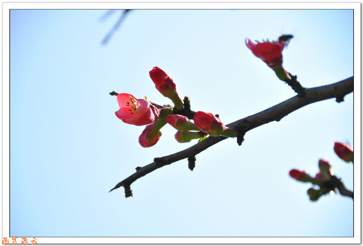 #尼康花卉作品赏析#—【尼康小五拍花】火红海棠—祝您春节快乐，过个红红火火大年！