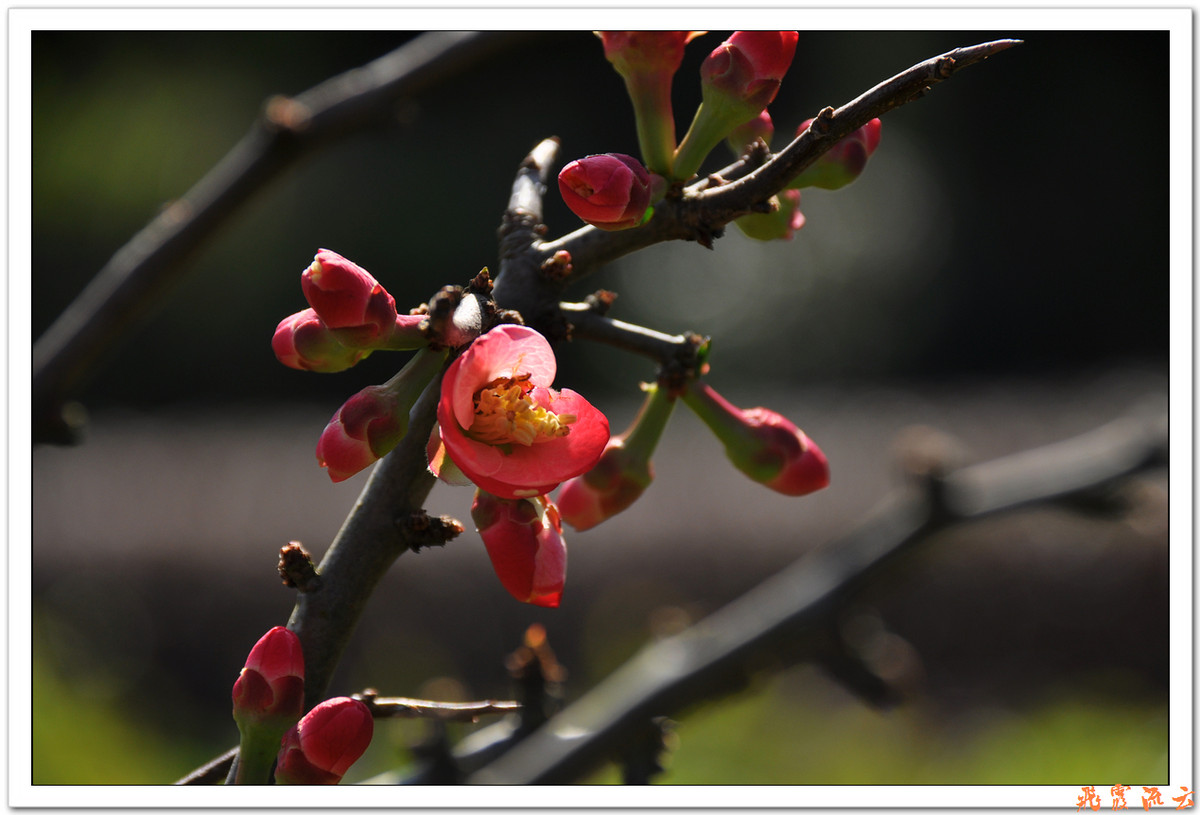 #尼康花卉作品赏析#—【尼康小五拍花】火红海棠—祝您春节快乐，过个红红火火大年！