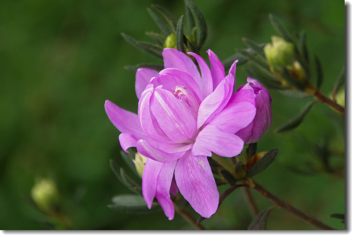 一组花卉紫孔雀