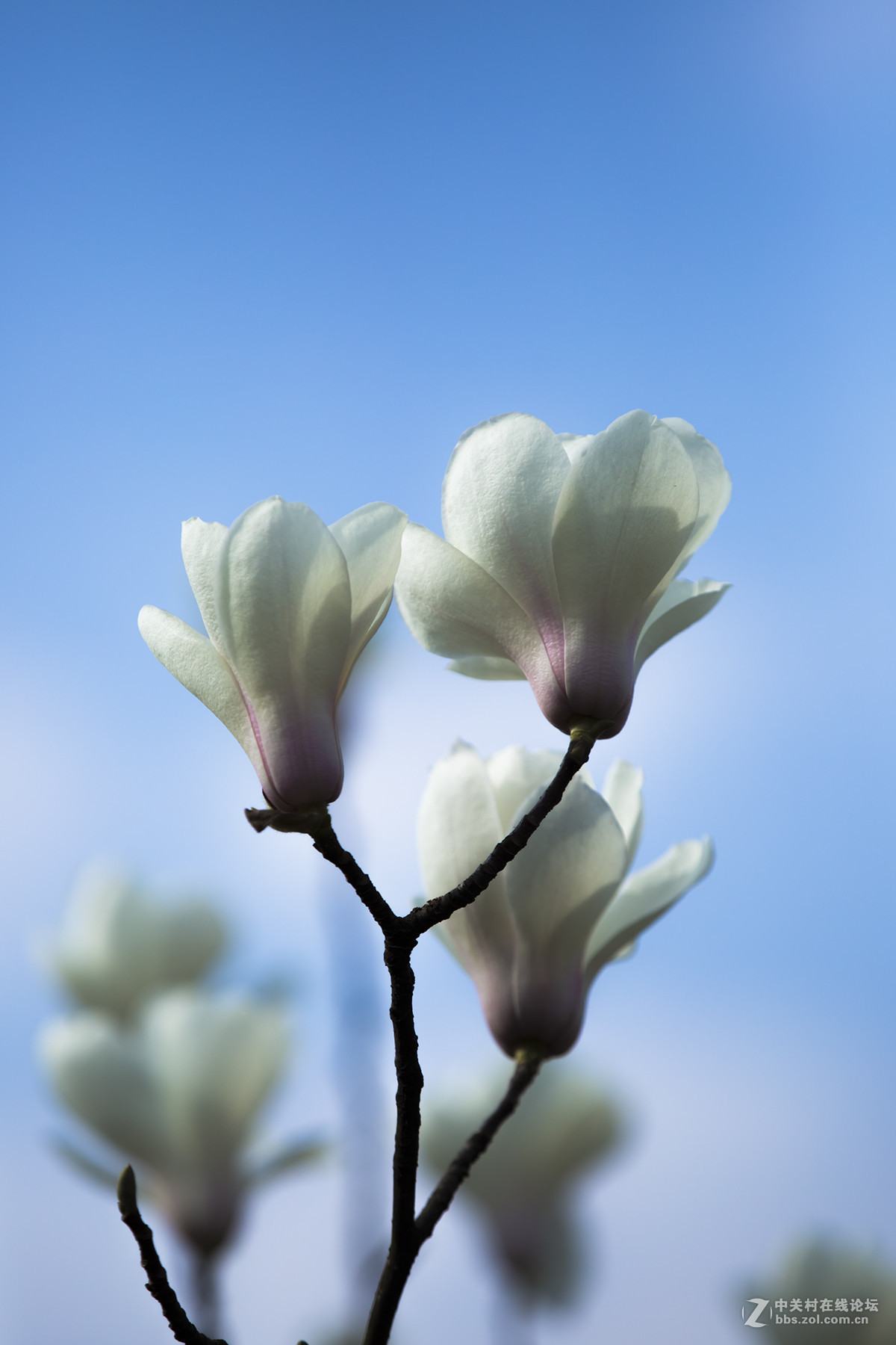 一组白色玉兰花