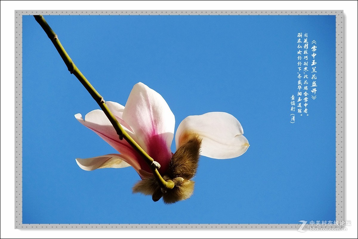 家楼前玉兰花开了(续)