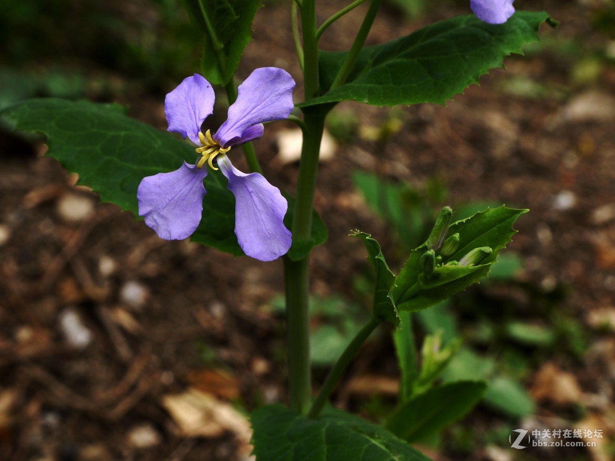 闲着没事，学学简单后期，请大家指点