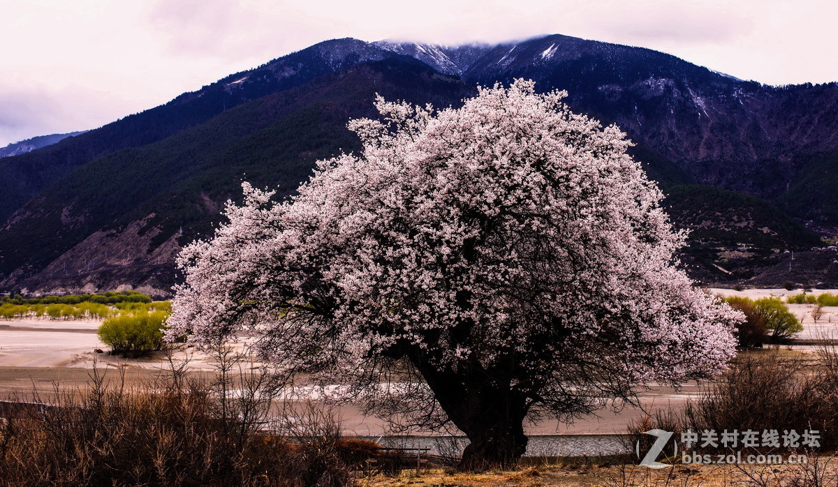 神秘的西藏 新年来临 忠心祝福版主及摄影朋友们 身体健康！ 生活快乐！扎西德勒！