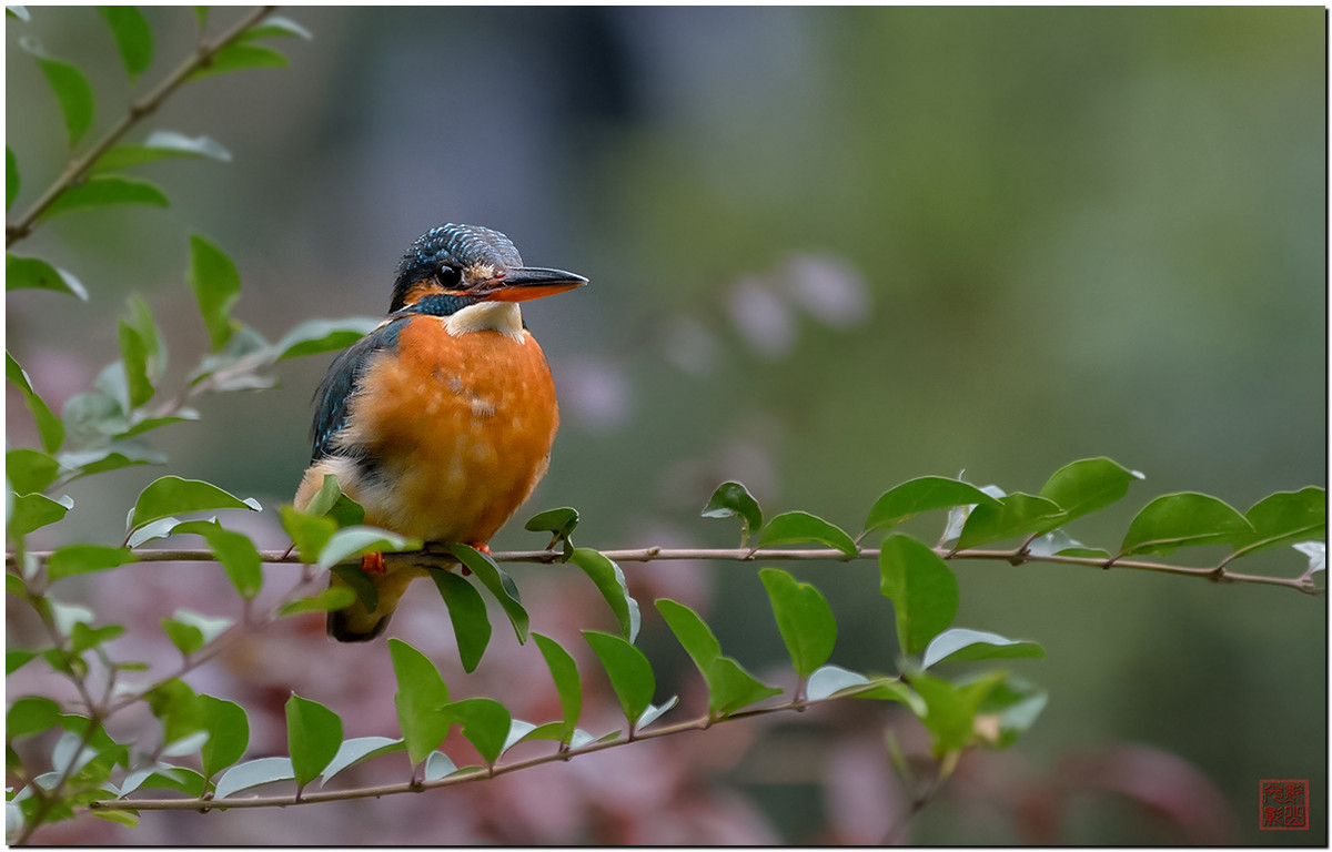 #尼康鸟类作品赏析第12期#《白红、大山雀、柳莺和翠鸟》