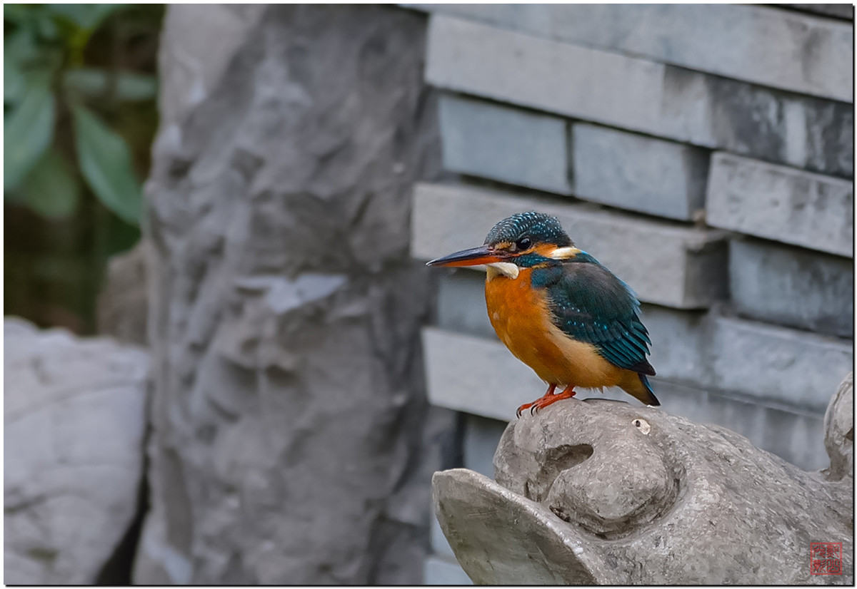 #尼康鸟类作品赏析第12期#《白红、大山雀、柳莺和翠鸟》