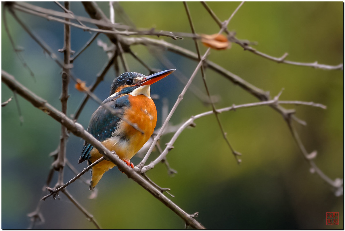 #尼康鸟类作品赏析第12期#《白红、大山雀、柳莺和翠鸟》