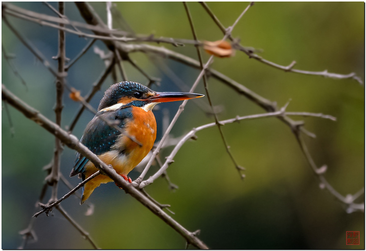 #尼康鸟类作品赏析第12期#《白红、大山雀、柳莺和翠鸟》