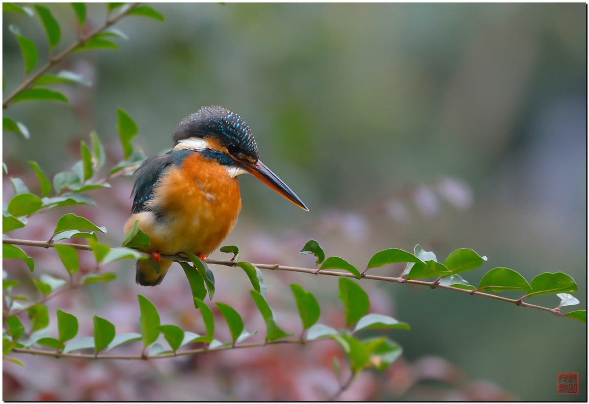 #尼康鸟类作品赏析第12期#《白红、大山雀、柳莺和翠鸟》