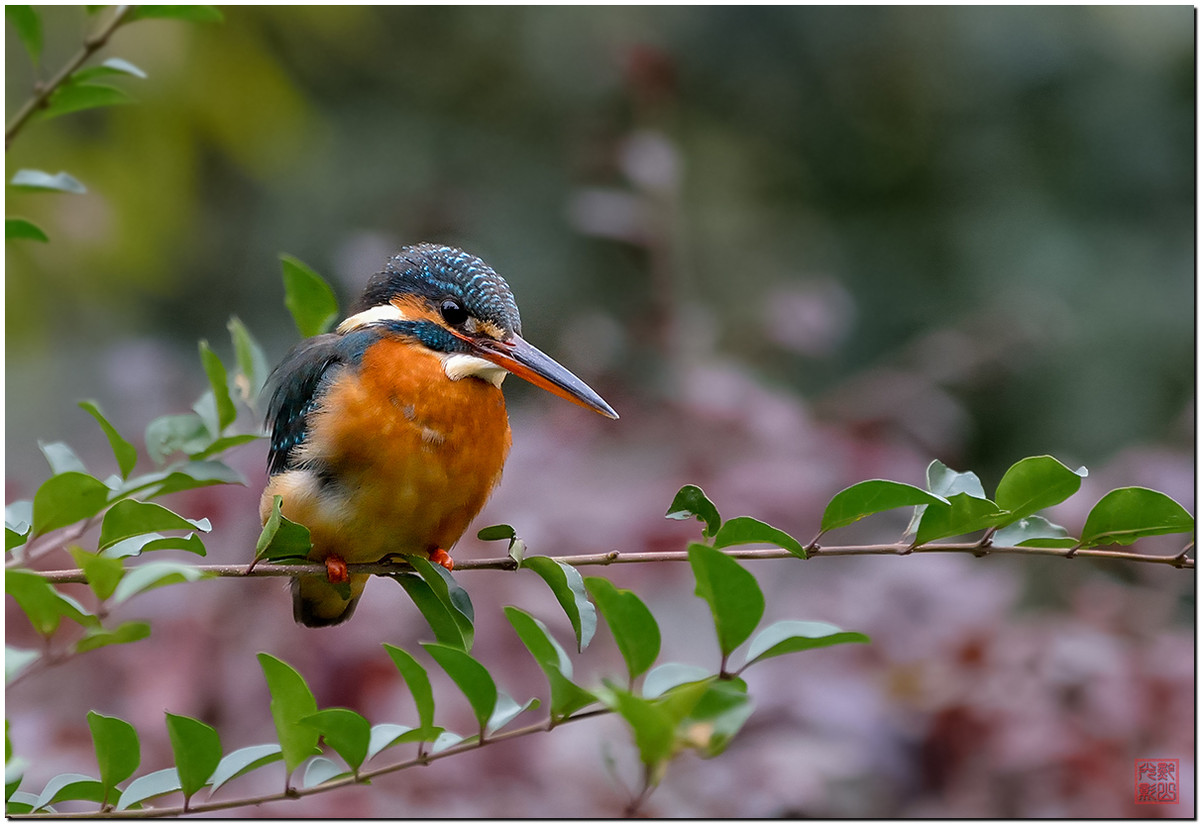 #尼康鸟类作品赏析第12期#《白红、大山雀、柳莺和翠鸟》