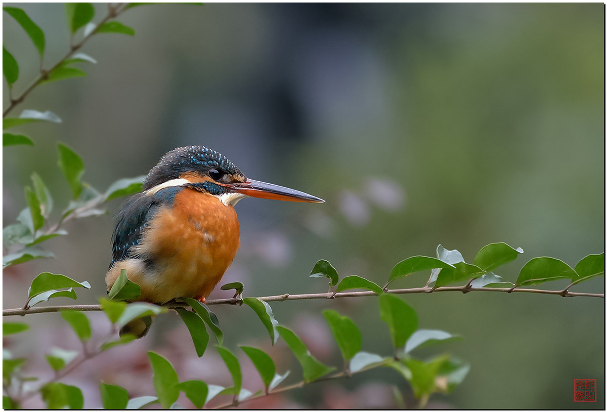 #尼康鸟类作品赏析第12期#《白红、大山雀、柳莺和翠鸟》