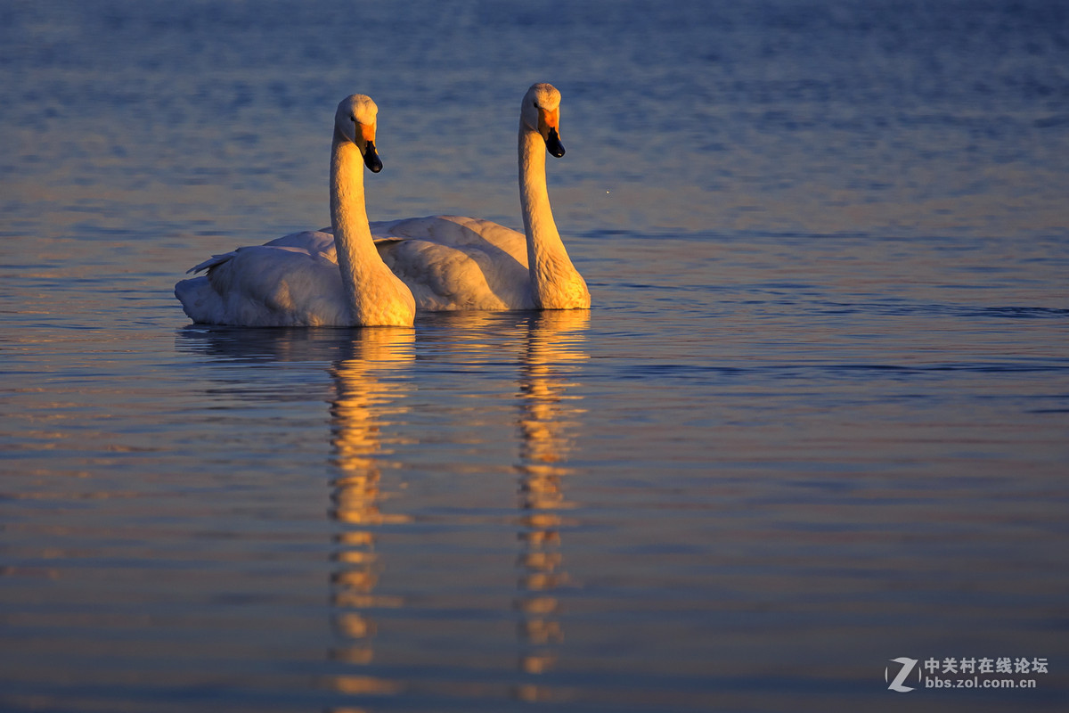 大年初一看天鹅