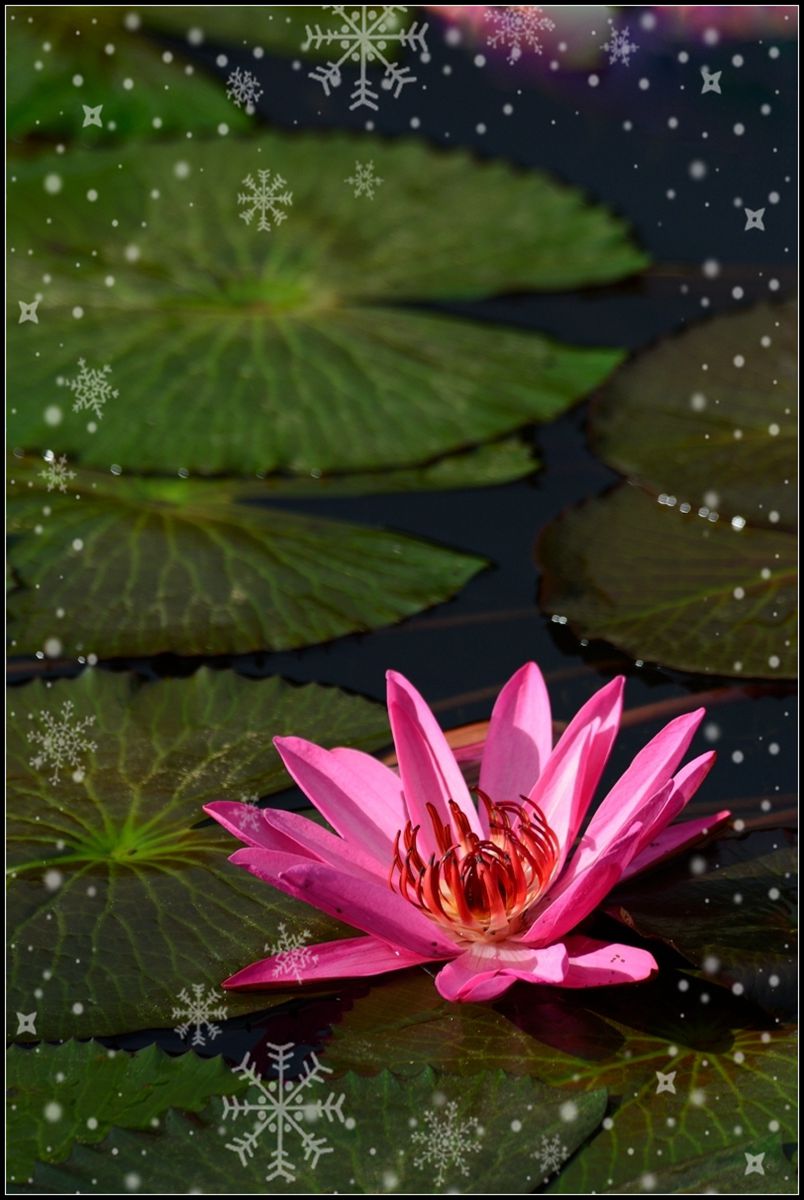 冬季莲花开 —— 祝日照星空(中国)开坛一周年！祝三位版主及好友们摄影愉快佳作多多！