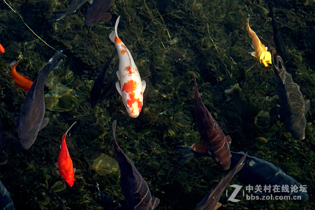 【   年 年 有 余   】——祝朋友们多多发财