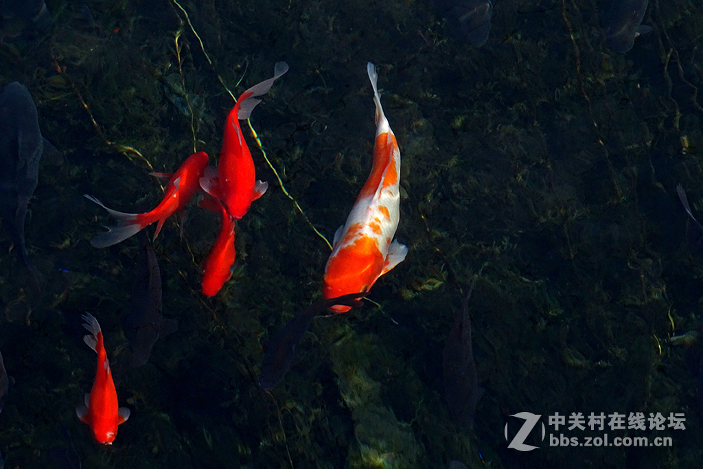 【   年 年 有 余   】——祝朋友们多多发财