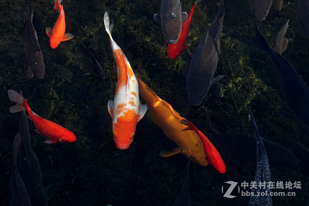 【   年 年 有 余   】——祝朋友们多多发财