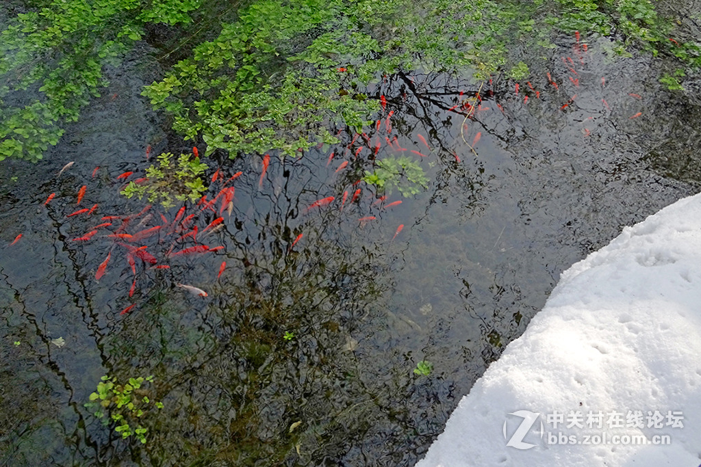 【   年 年 有 余   】——祝朋友们多多发财