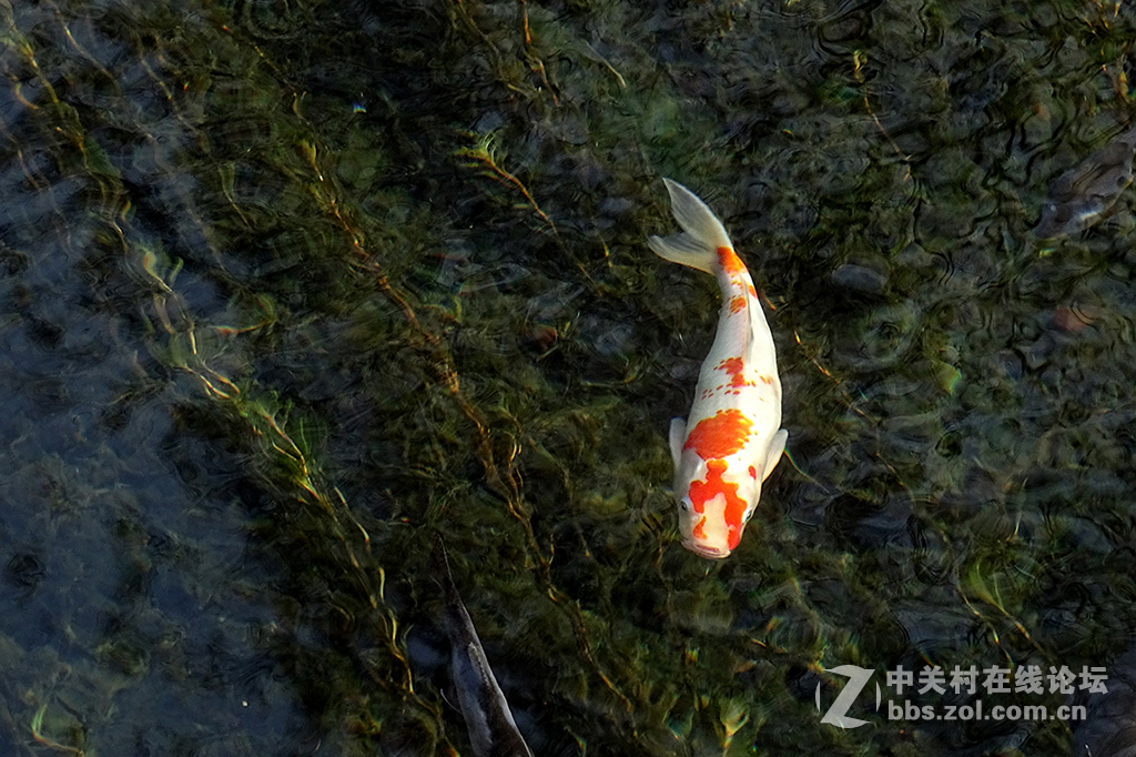 【   年 年 有 余   】——祝朋友们多多发财
