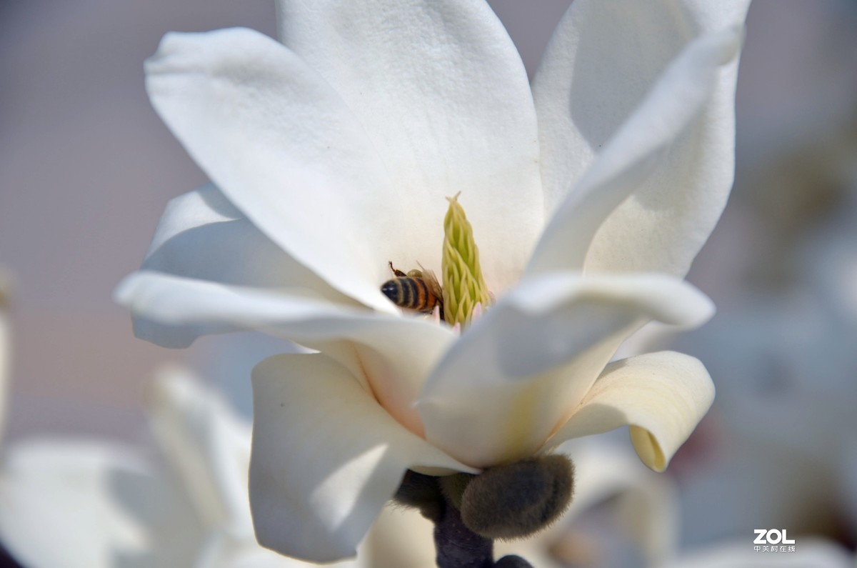 怀念玉兰花开的日子