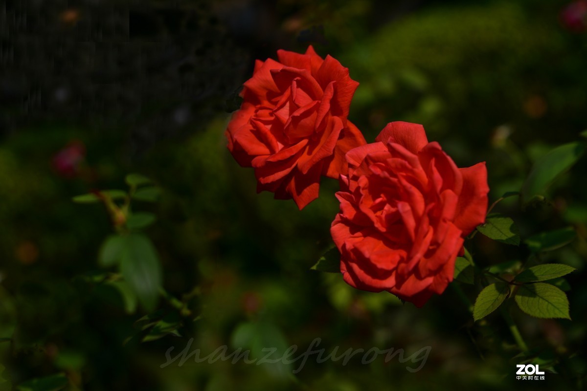 国庆中的西安交大校园