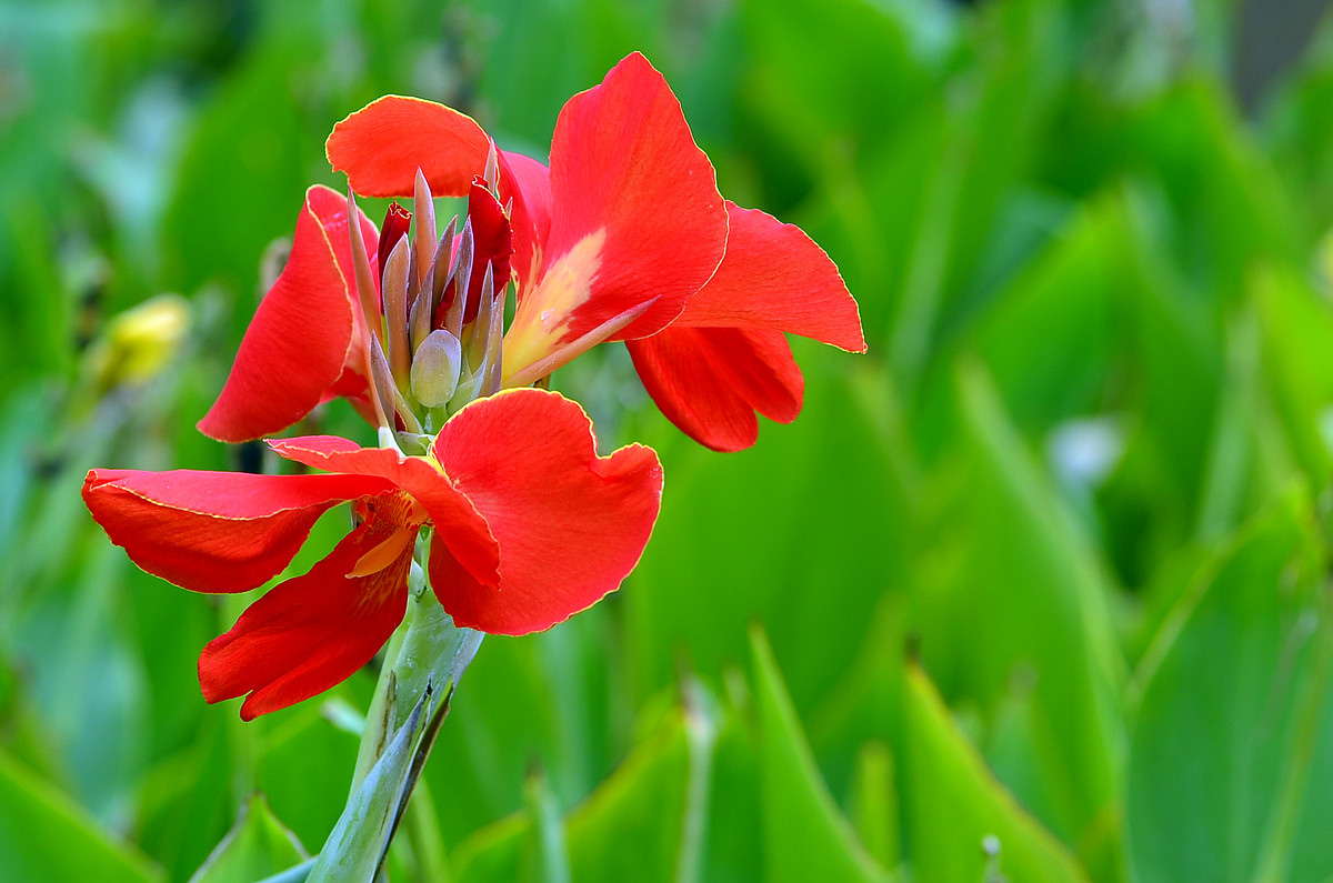 “红红火火过大年”给各位版主和摄友们拜年了！
