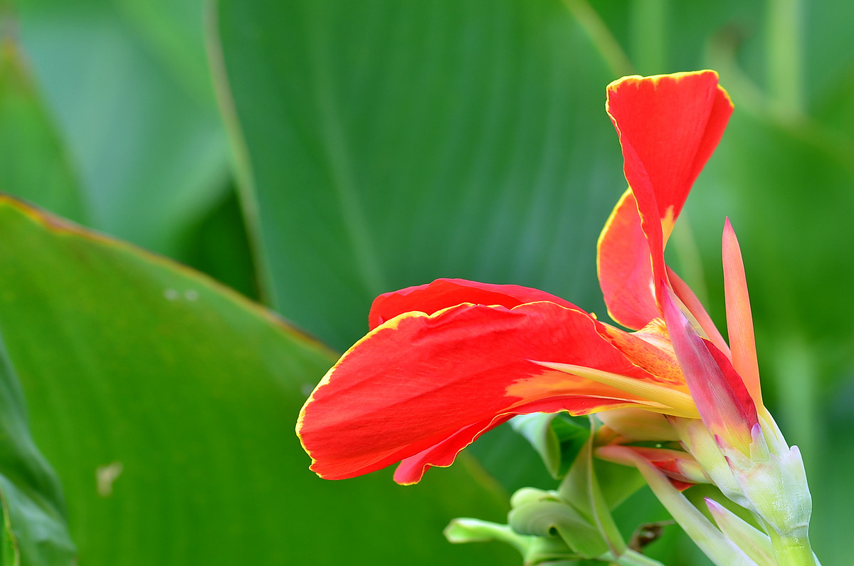 “红红火火过大年”给各位版主和摄友们拜年了！