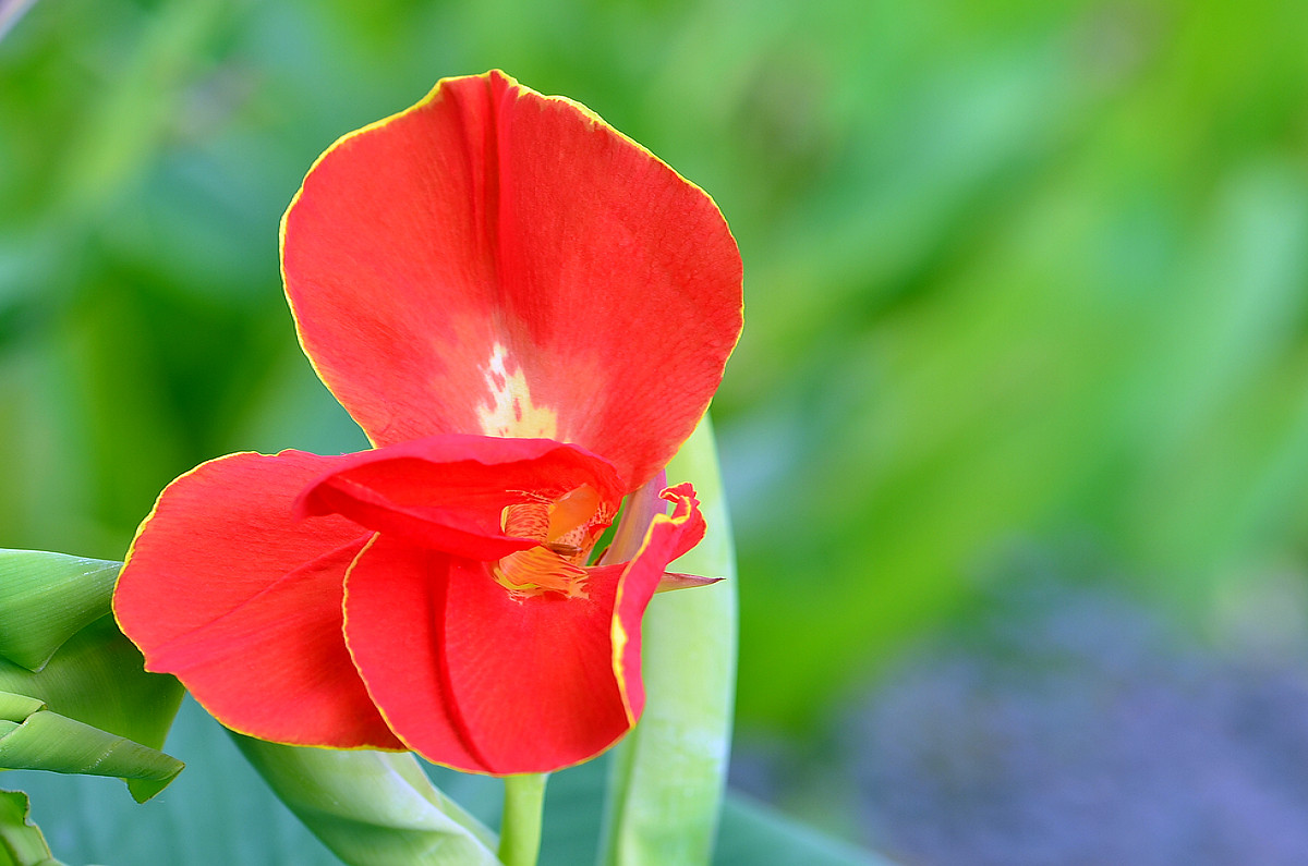 “红红火火过大年”给各位版主和摄友们拜年了！