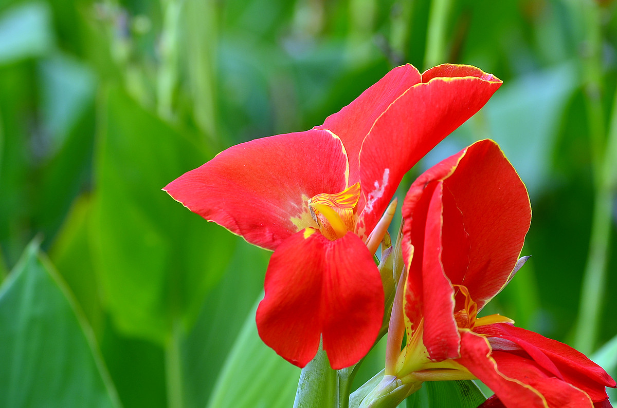 “红红火火过大年”给各位版主和摄友们拜年了！