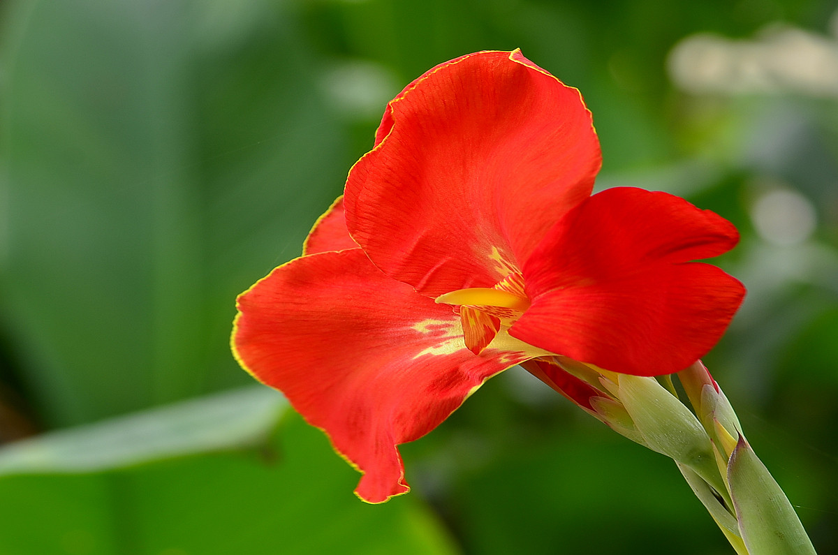 “红红火火过大年”给各位版主和摄友们拜年了！