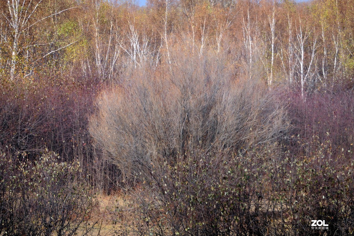 赛旱坝草原风景