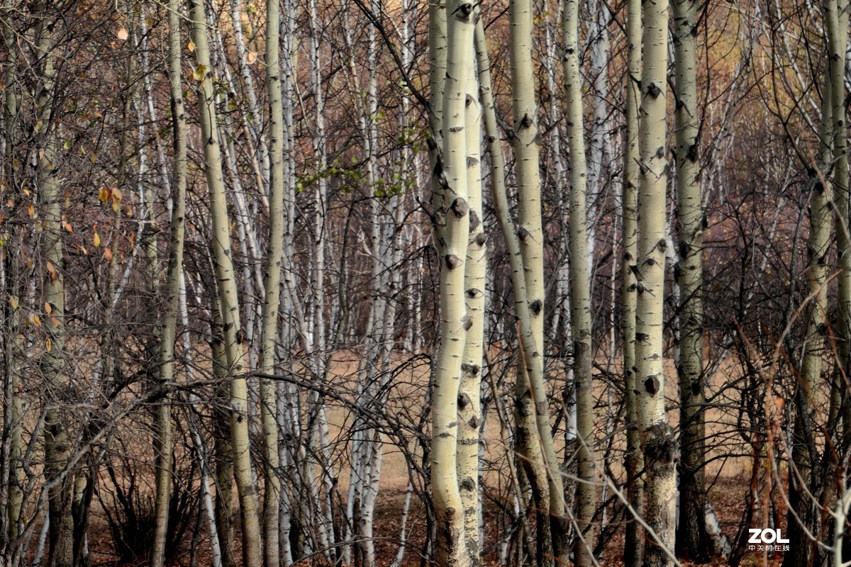 赛旱坝草原风景