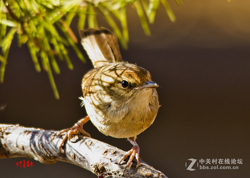 阳春三月春暖花开，来咱们看灯赏花啦！