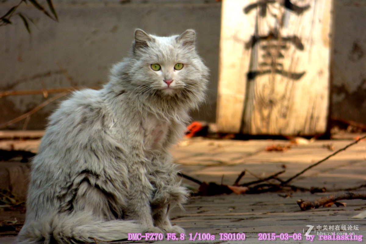 狗头爵士看门喵