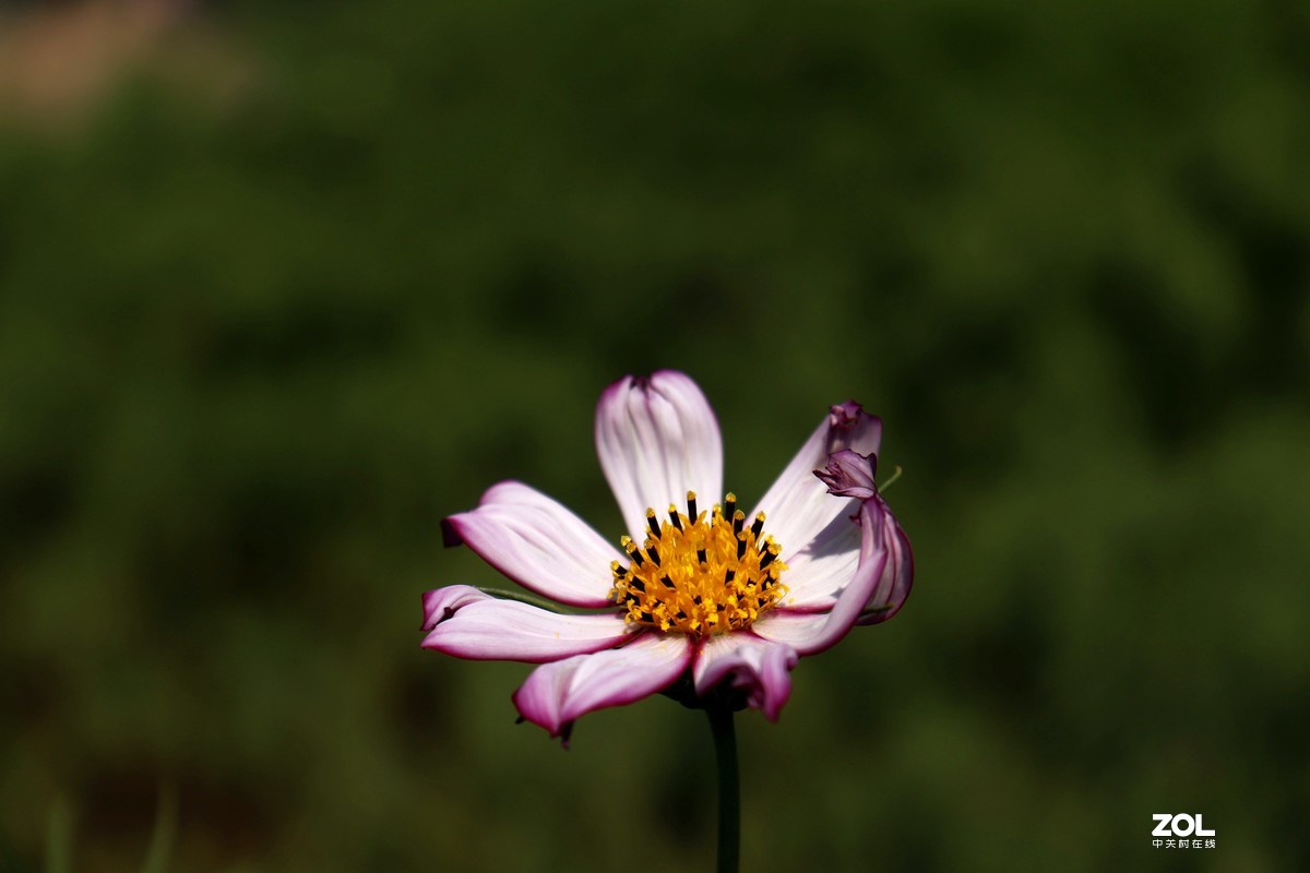 我觉得这几张花草照片还可以吧。呵呵自不量力让老师见笑了